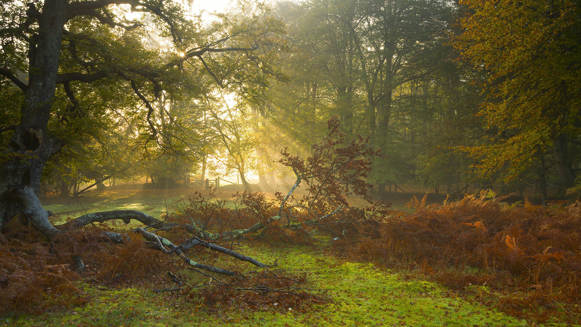 守望先锋 电竞市场持续扩张，守望先锋年度电竞游戏
