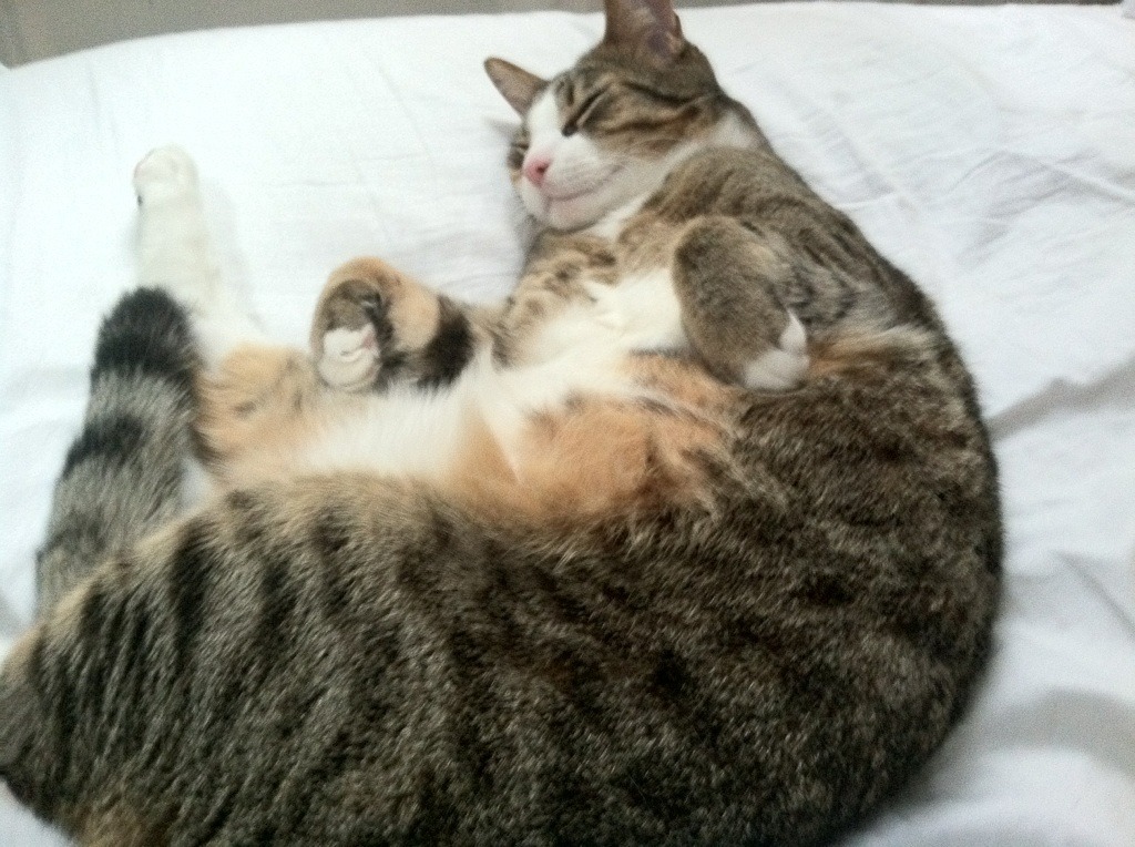 智能数据分析：提升比赛中的战略水平，智能化数据平台