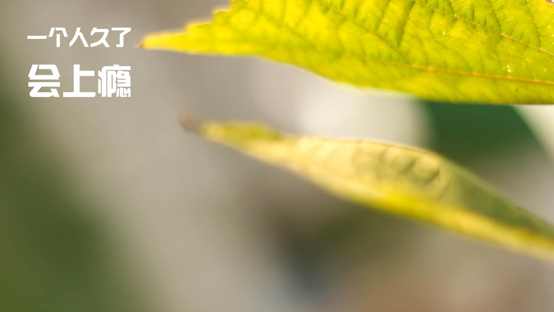 环球冲浪邀请赛,海浪中的极限挑战,冲浪娱乐节目