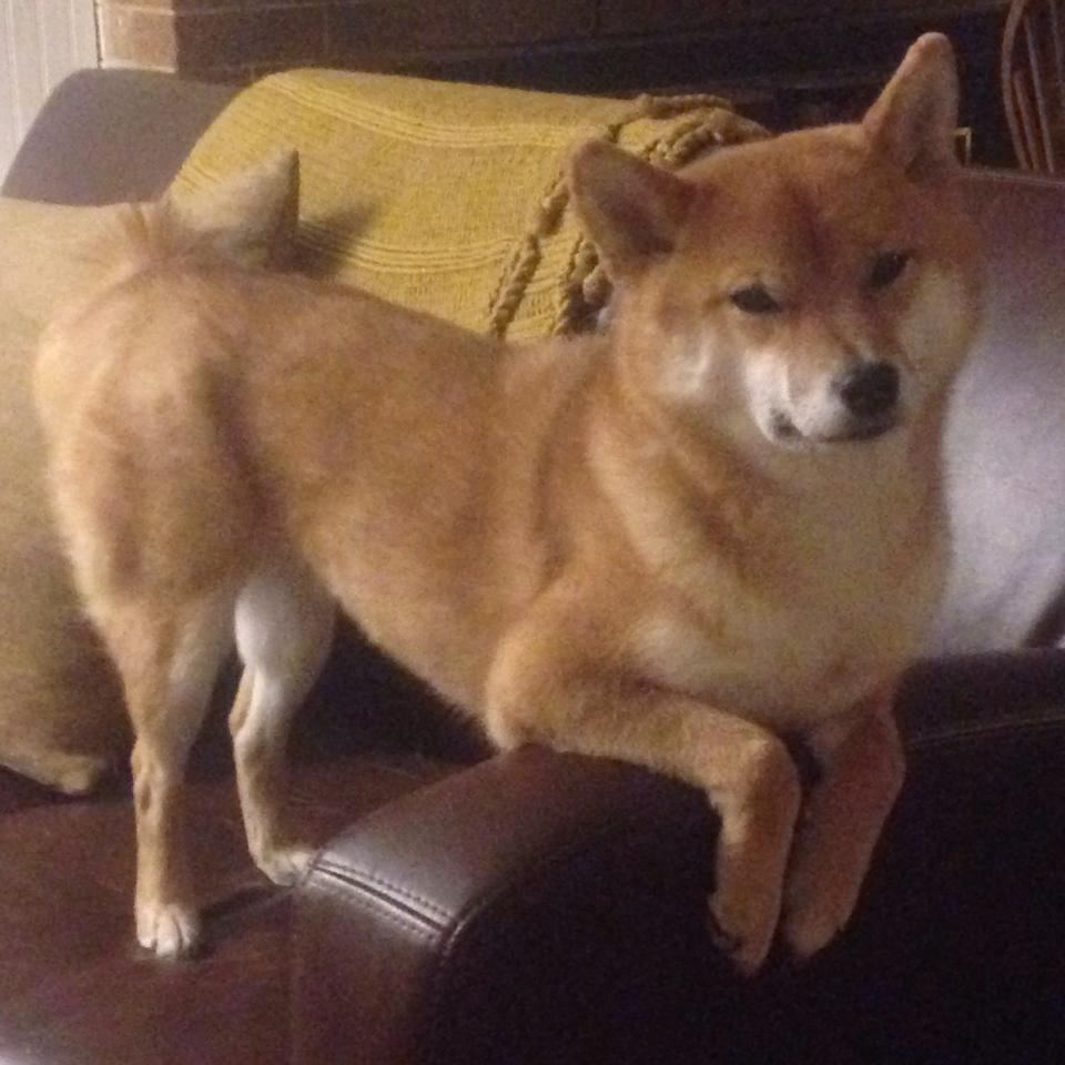 篮下争夺激烈：北京队抢下整场比赛最多篮板，目标明确！，篮球 北京队