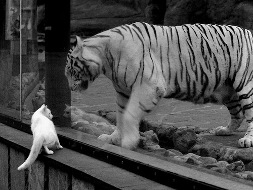 青少年篮球“梦之队”全国招募，开启追梦之旅，梦之队篮球训练营