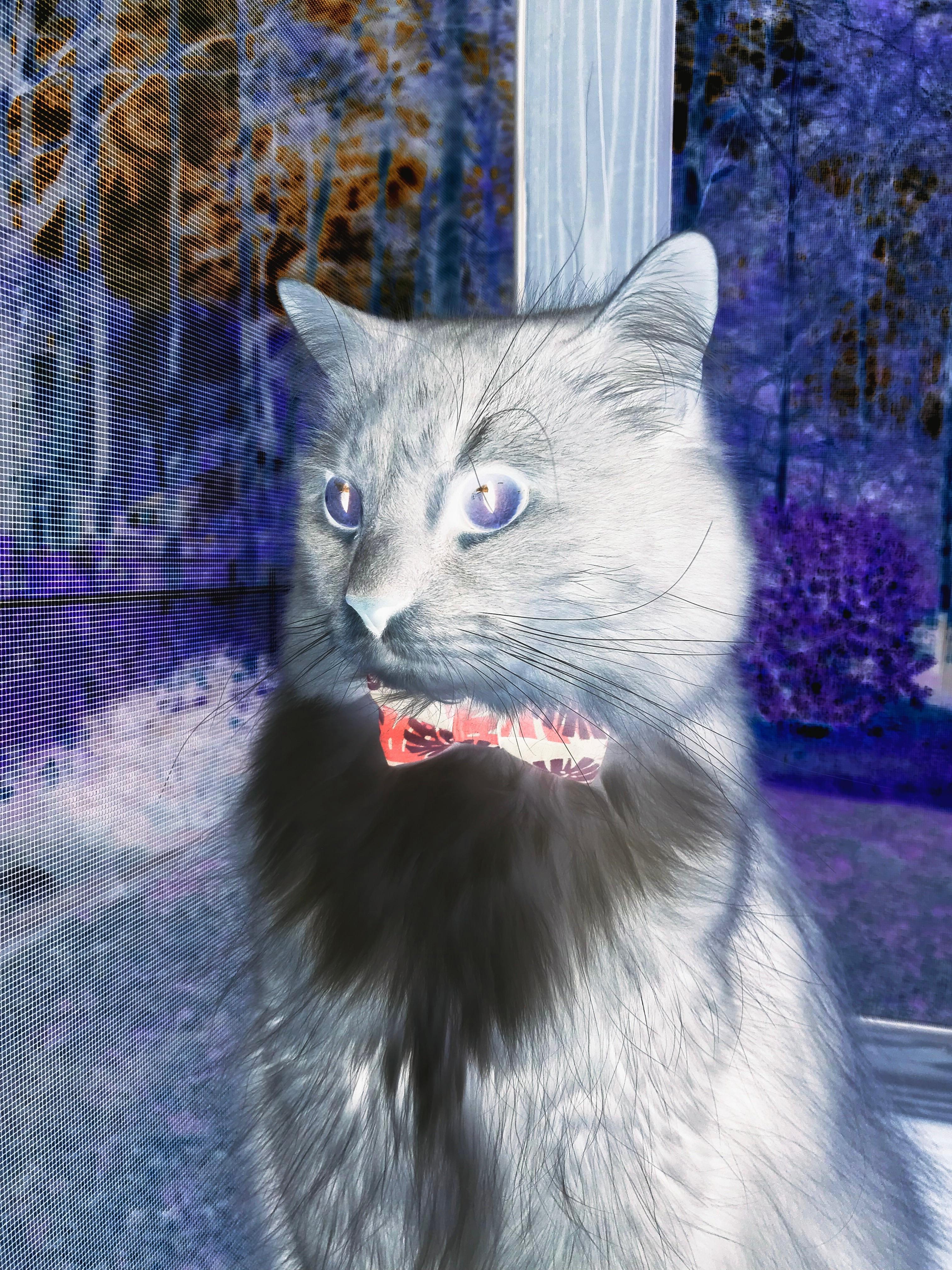 伊普斯维奇城中场核心：球队的发动机，伊普斯维奇高中