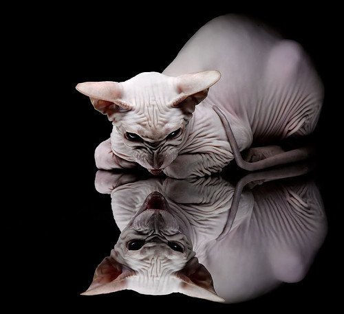 伊普斯维奇城主场氛围热烈，球迷支持不减，伊普斯维奇地图