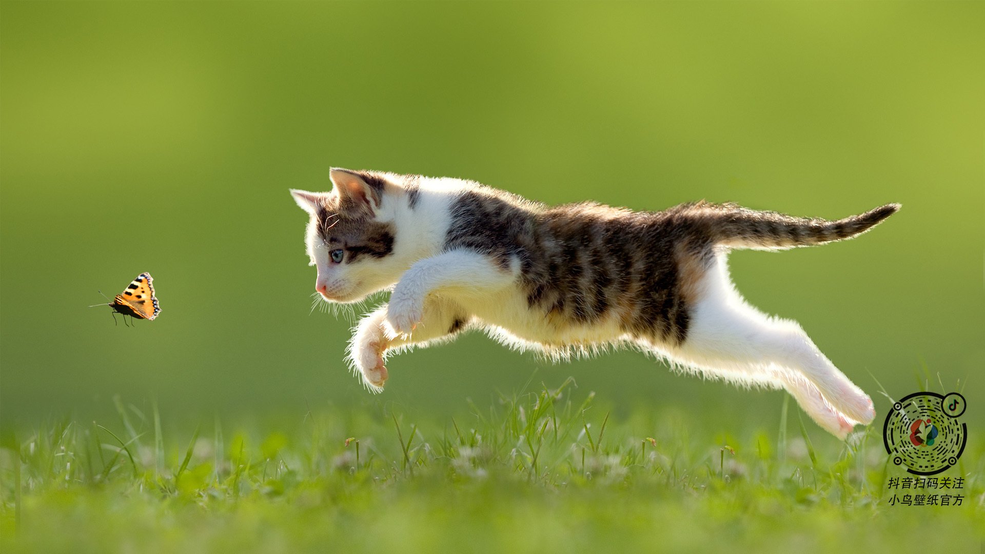 北美战队引进国际强援,北美战队是美国的吗