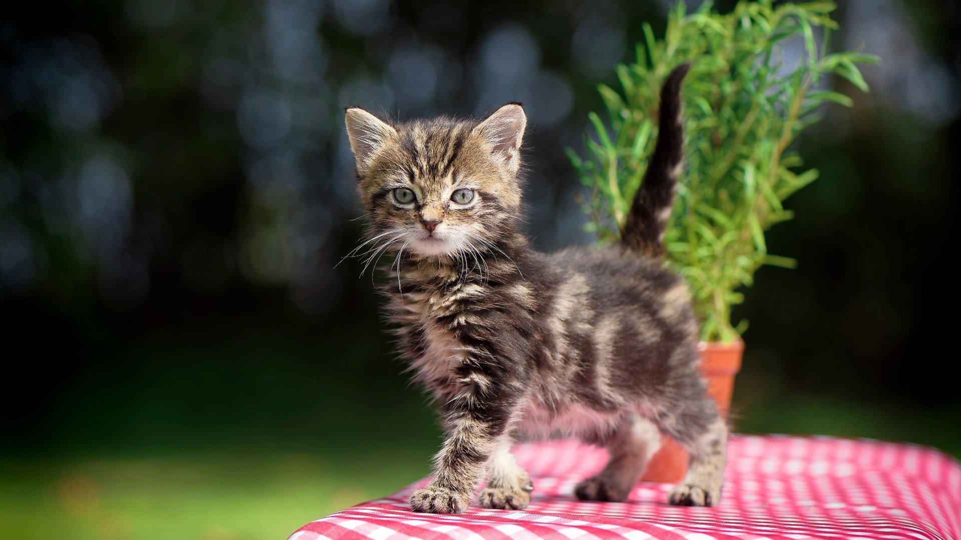 B体育(中国)官方网站-国足战术多样化促进比赛观赏性，国足战术风格