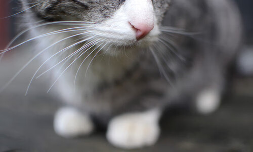 国足战术演练是否受限于人员变动频繁,国足技战术分析