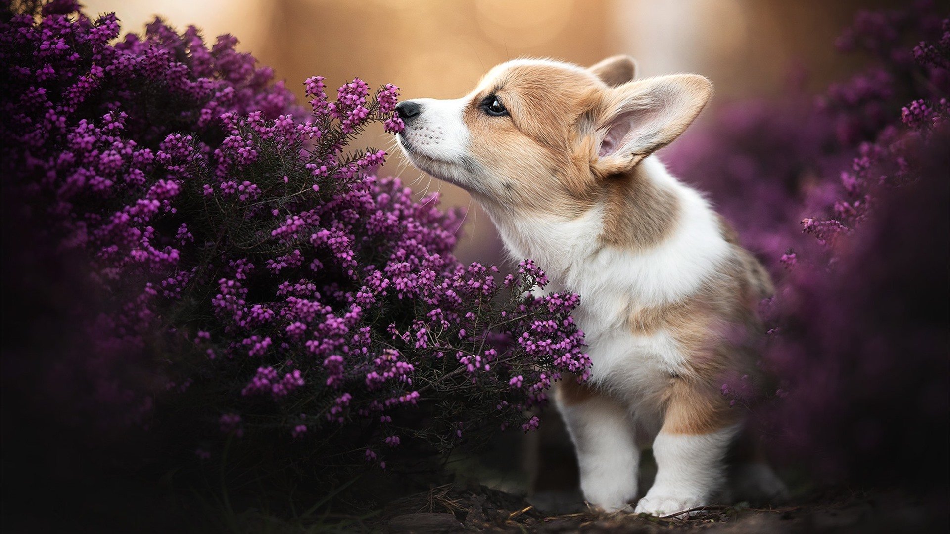 国足战术风格是否需要更多多样性，国足技术特点