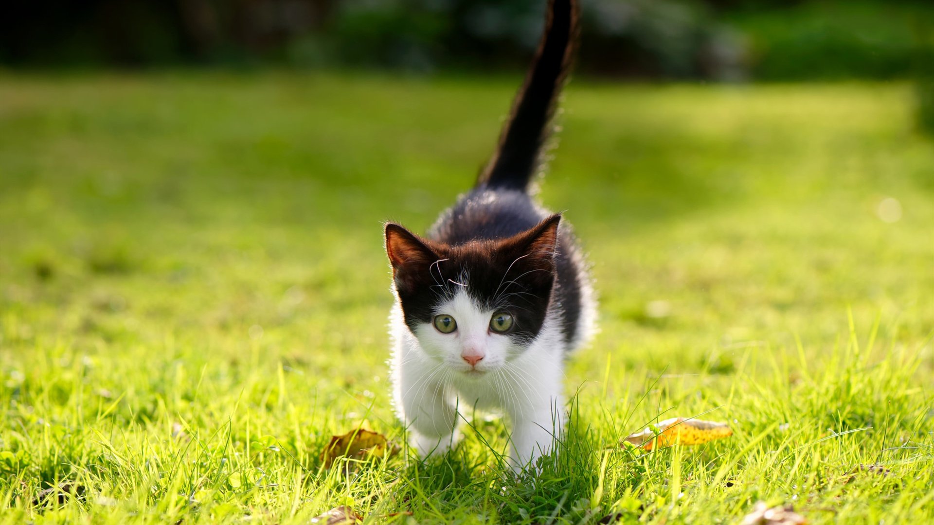 拜仁慕尼黑实现二连胜,夺冠前途一片光明,拜仁慕尼黑全胜夺冠