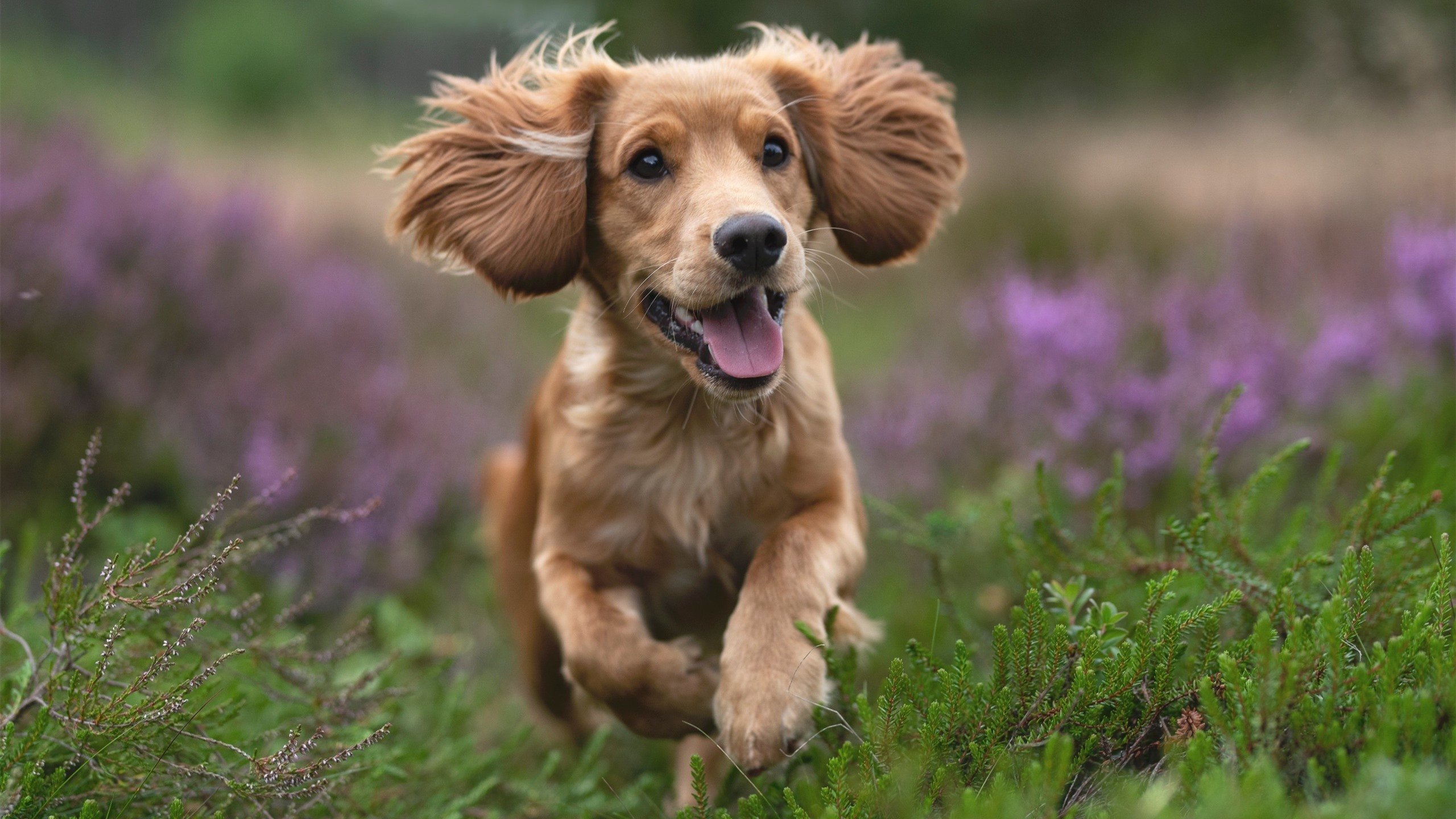 B体育(CHINA)官方网站-欧洲足球冠军联赛抽签结果出炉，球迷期待再战，欧洲足球冠军杯