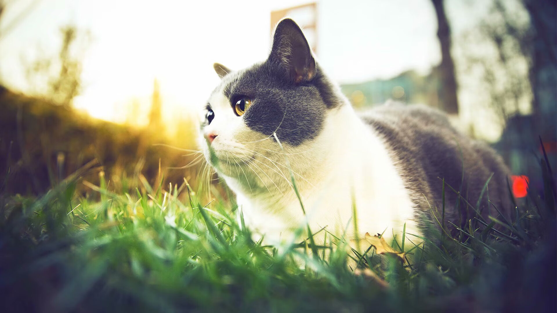 BSPORT APP-英格兰挺进半决赛：奥地利落败令球迷失望，英格兰对奥地利比分结果