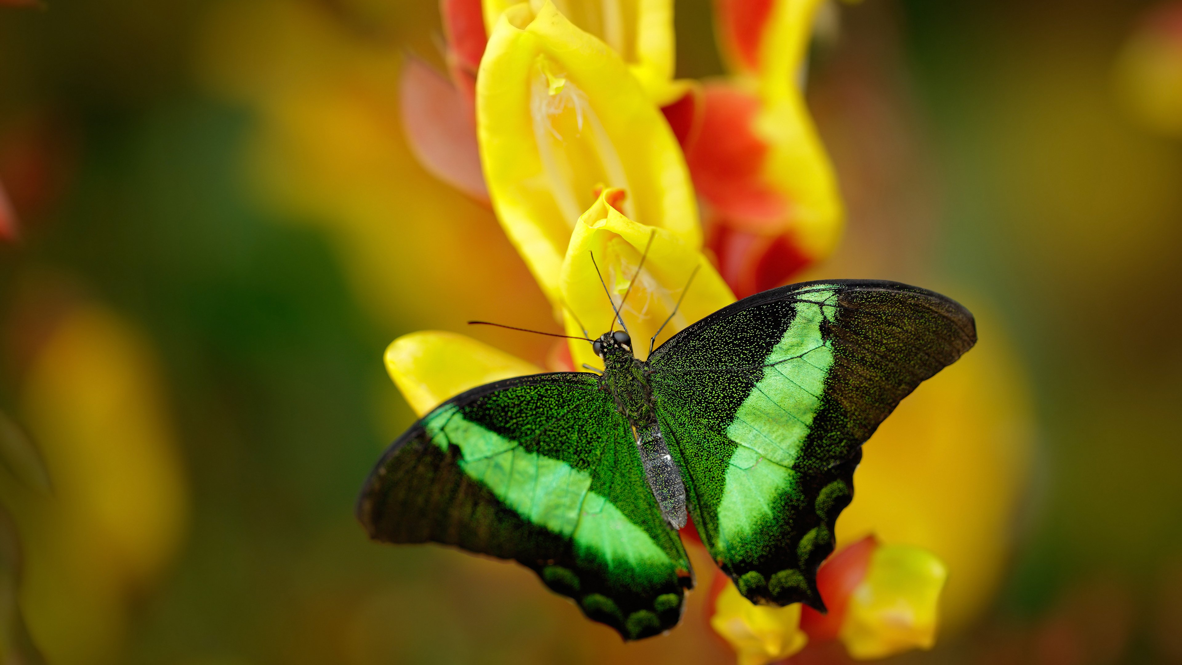 b体育(sports)官方网站-豪门球队在锦标赛中大放异彩，取得辉煌胜利，豪门联赛
