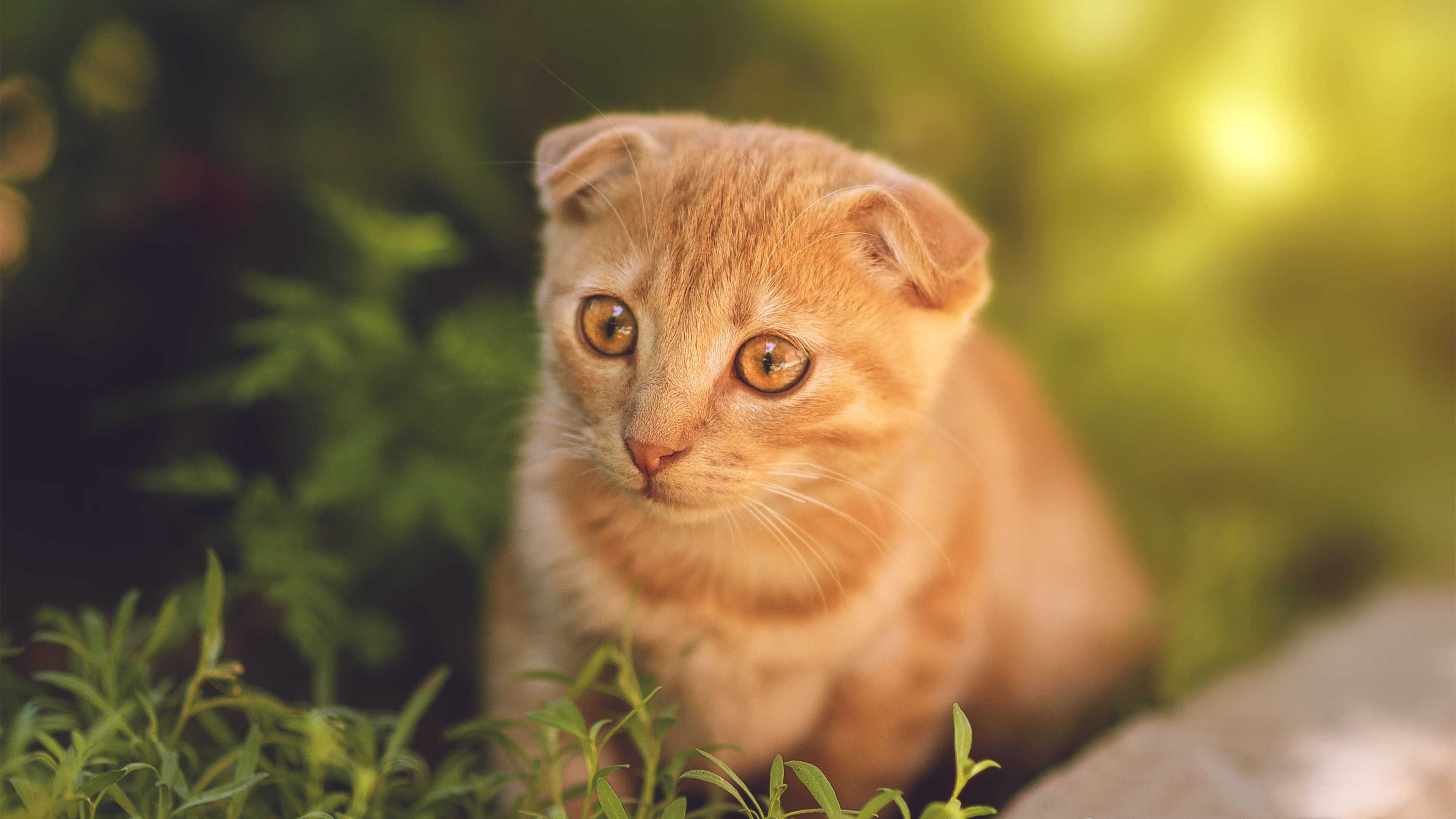 俱乐部“梦之队”：本季组建的最佳阵容盘点