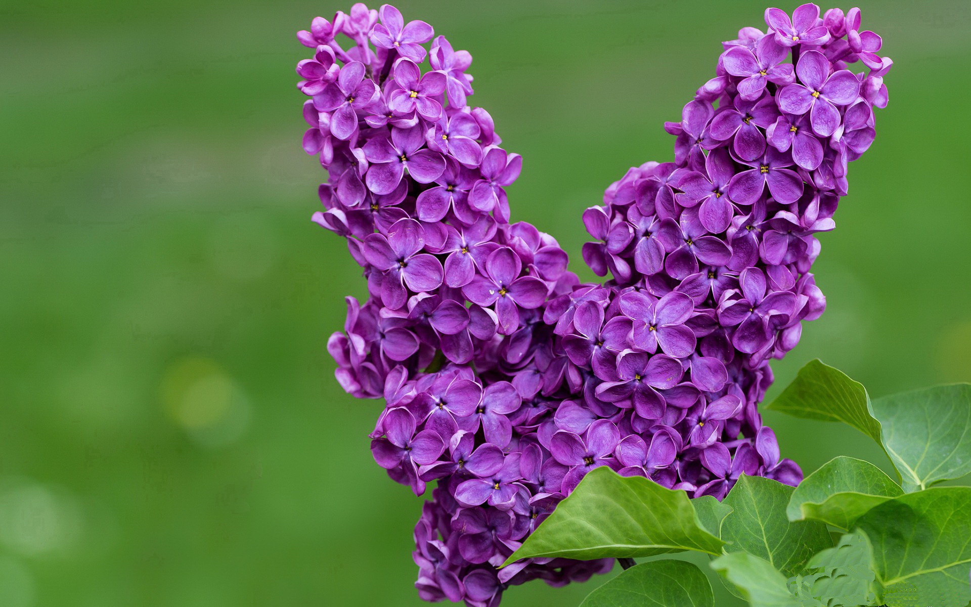 B体育网页版登录-掩护后突破与传球的节奏控制方式，掩护犯规算进攻犯规吗