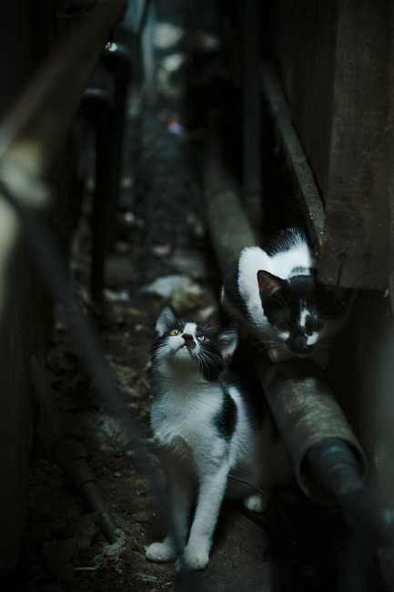 巴西队在美洲杯中夺冠，梅西遗憾落败