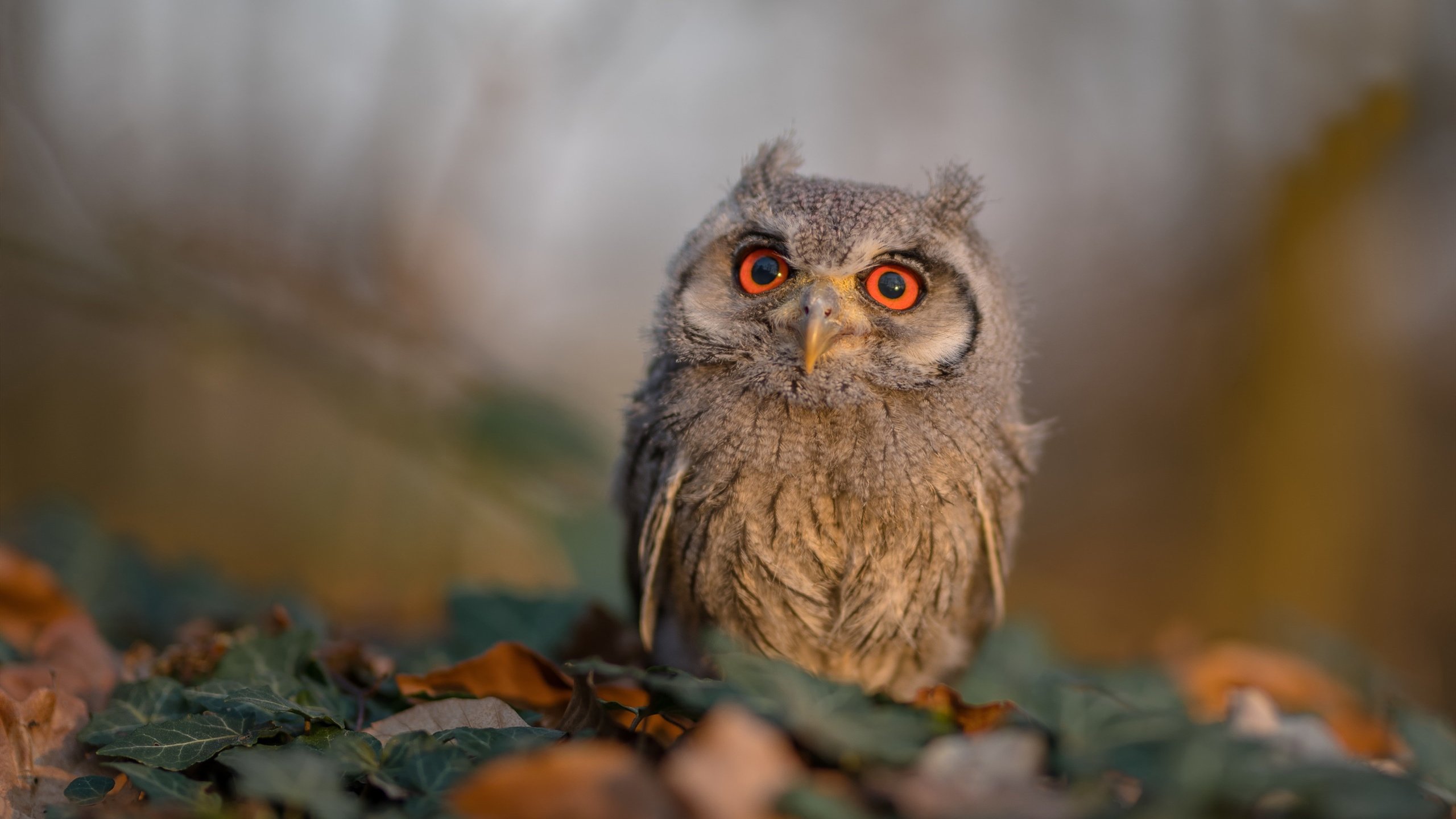 SPORTS-APP下载-科里·简：他是全黑队反击战术中不可或缺的关键球员，科里乐队